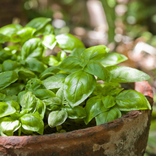 basil in pots