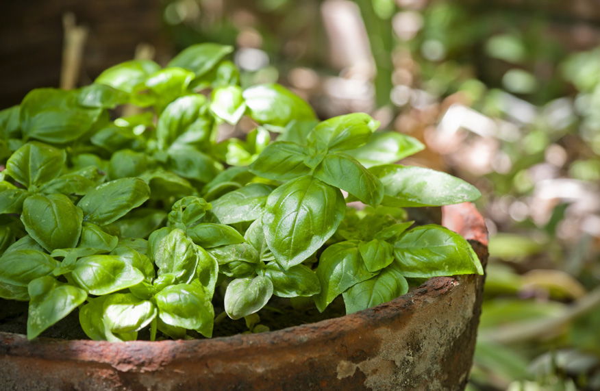 basil in pots