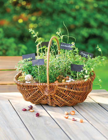 A pot of herbs makes a great gift for plant lovers
