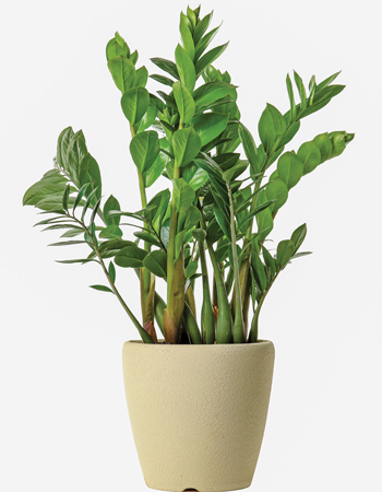 plants that are low maintenance make great gifts for plant lovers