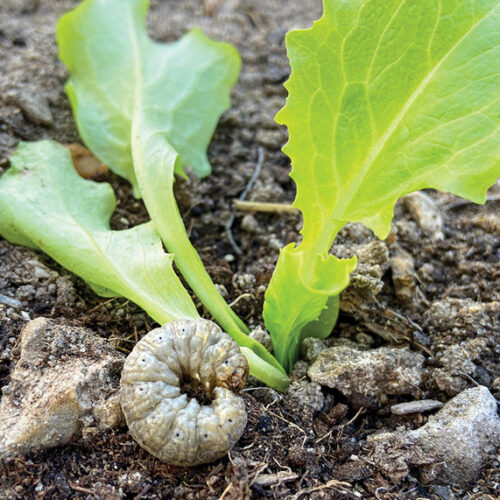 Cutworm
