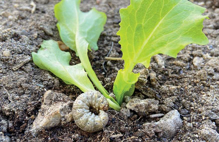Cutworm