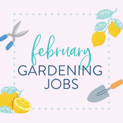 February gardening jobs