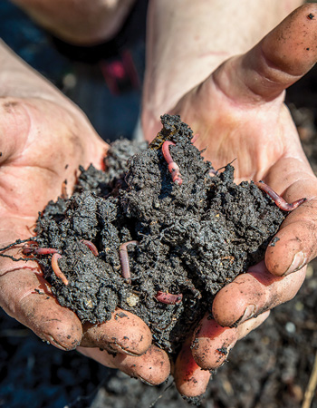 healthy soil