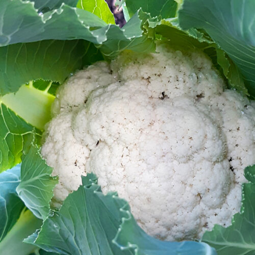 grow cauliflower in pots