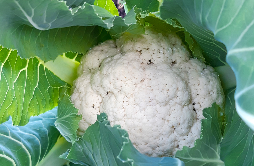 grow cauliflower in pots