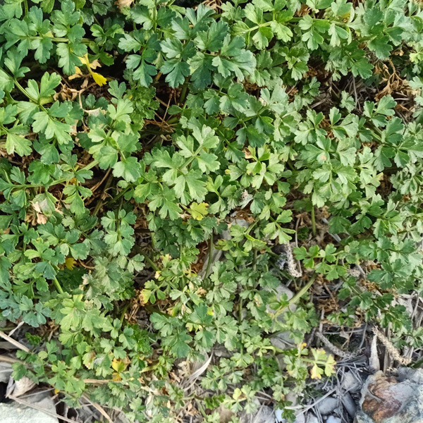 Sea parsley