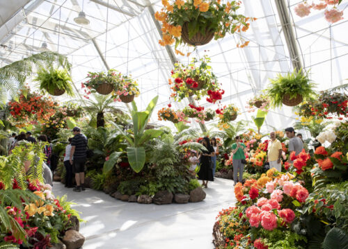 Ballarat Begonia Festival