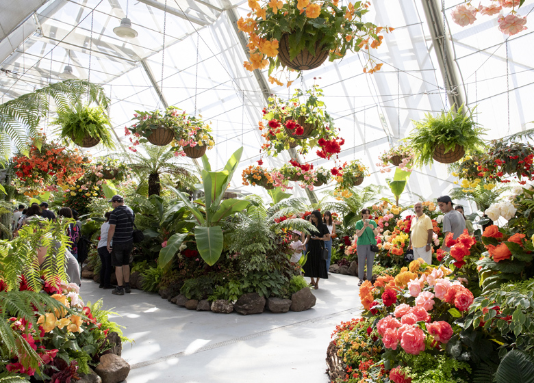 Ballarat Begonia Festival