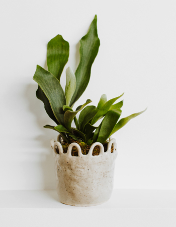 Elkhorn fern