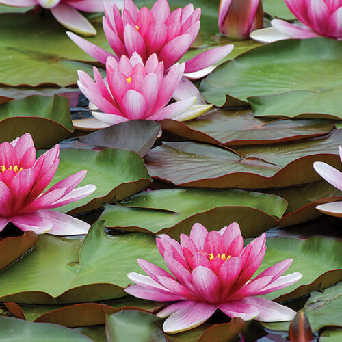 waterlilies