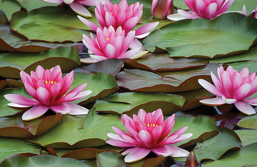 waterlilies