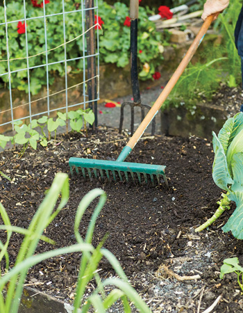 grow potatoes using the mulch method