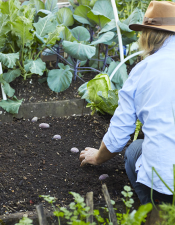 plant potatoes
