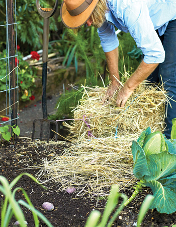 Cover potatoes in mulch