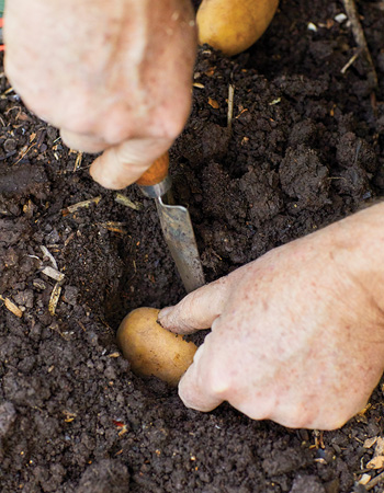Plant potatoes