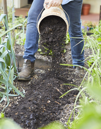Cover potatoes in compost
