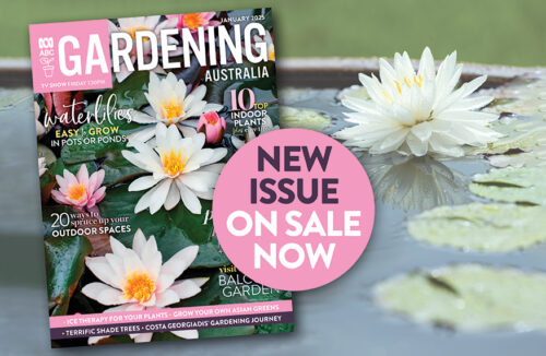 In this issue