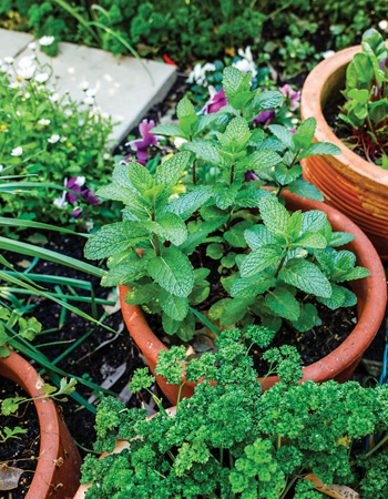 Herb pots for your summer garden