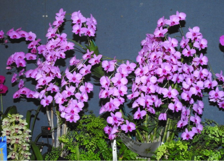 Orchids Out West