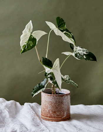 Variegated arrowhead vine