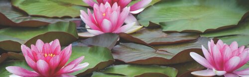 Waterlilies