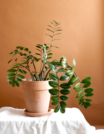 Zanzibar gem is one of the top indoor plants for beginners