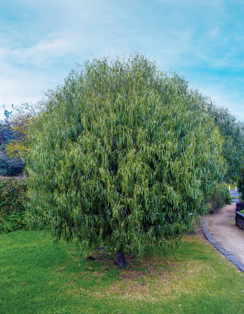 Wilga (Geijera parviflora) makes a great shade tree