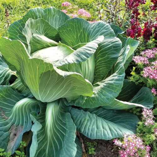 Grow cabbage cabbage