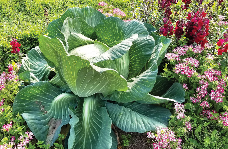 cabbage