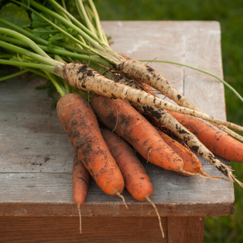 Growing carrots and parsnips Carrots and parsnips