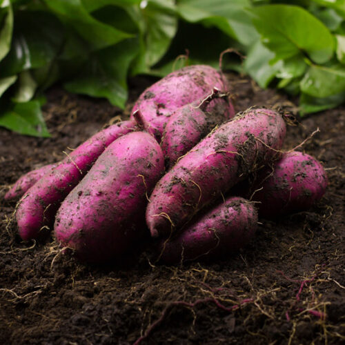 grow sweet potato