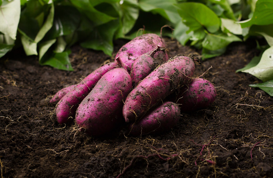 grow sweet potato