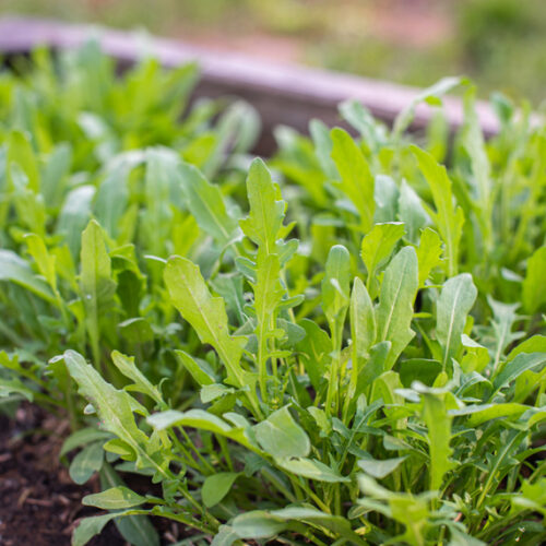 grow rocket in pots