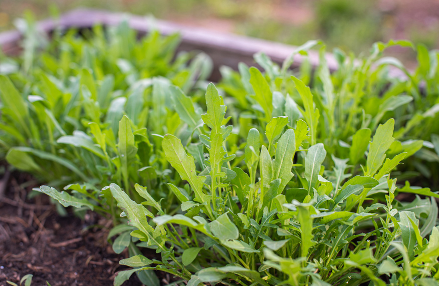 grow rocket in pots