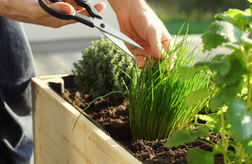 chives