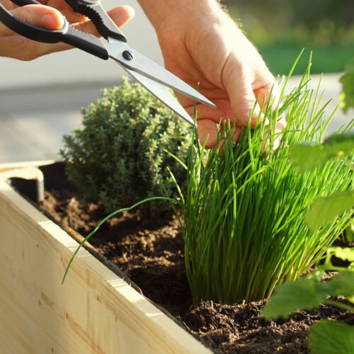 How to divide chives chives