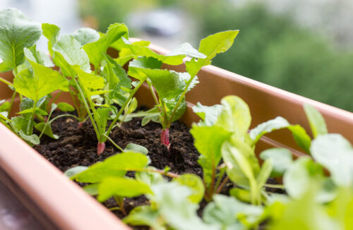 grow radish in pots