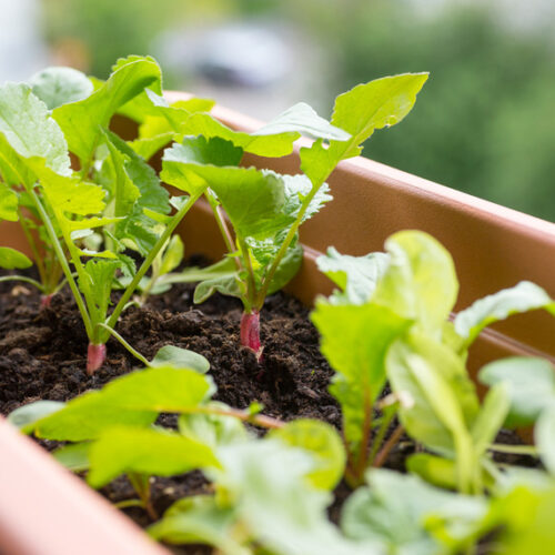 grow radish in pots