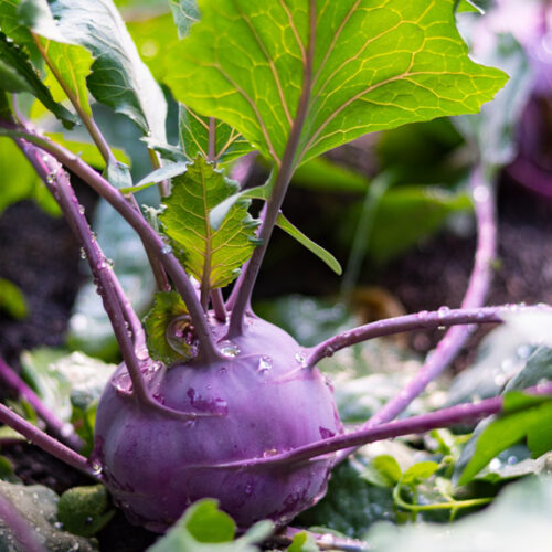 kohlrabi