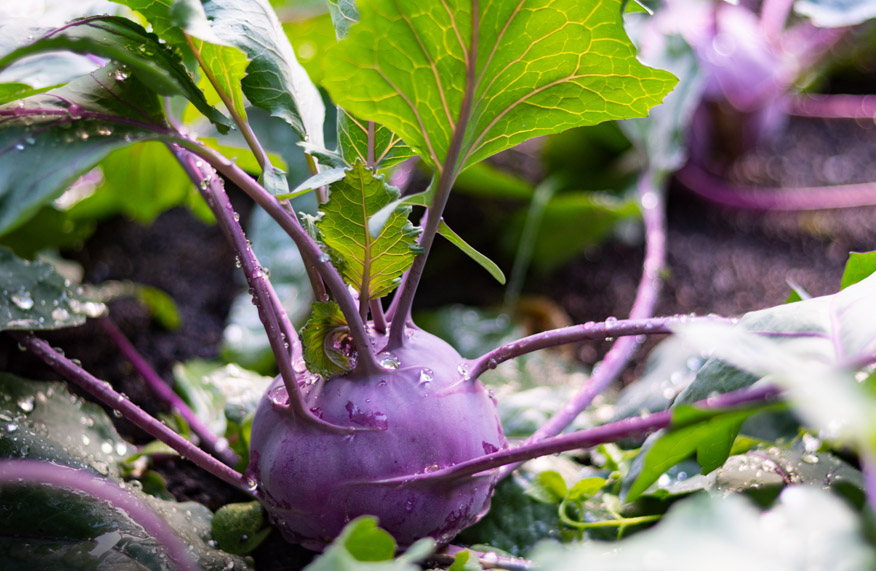 kohlrabi