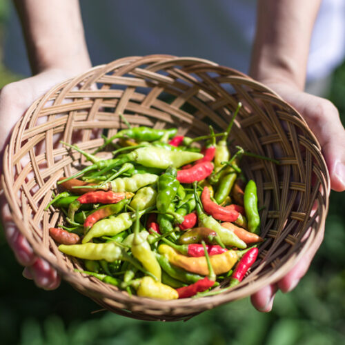 Grow and harvest chillies grow chillies