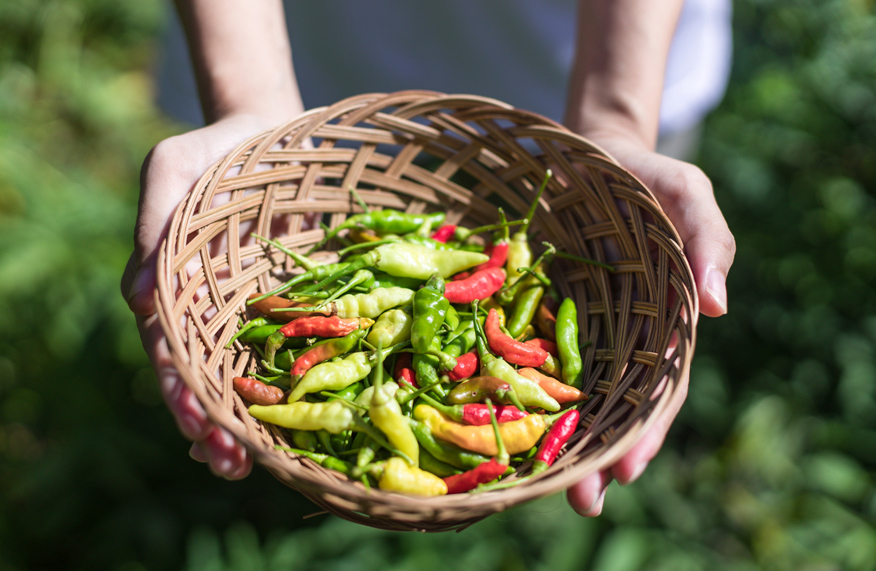 grow chillies
