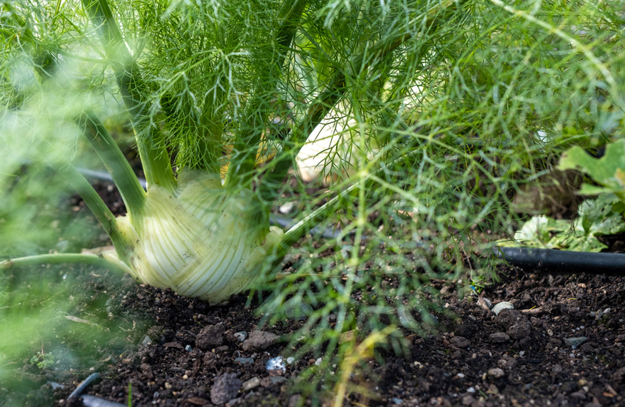 Florence fennel