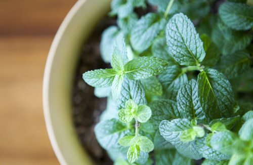 Grow mint in a pot