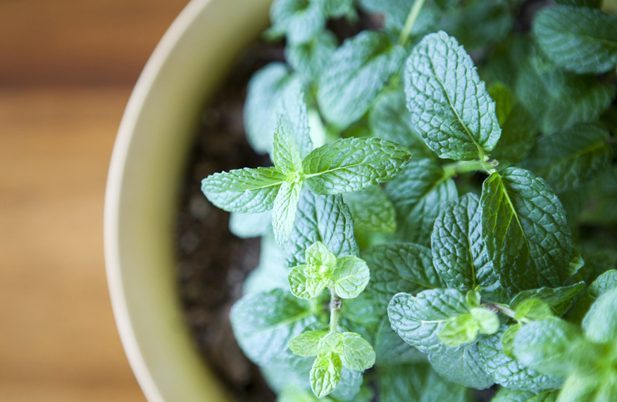 Grow mint in a pot