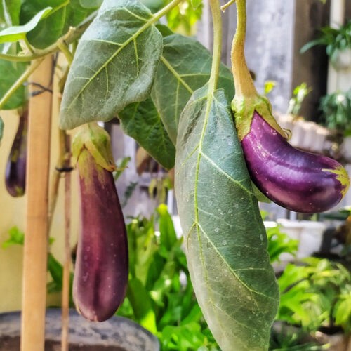 grow eggplants