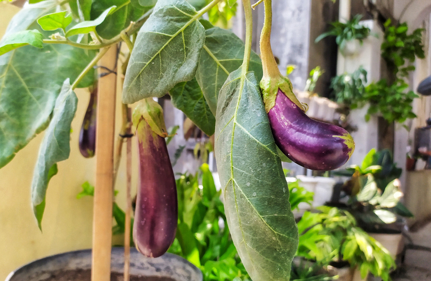 grow eggplants