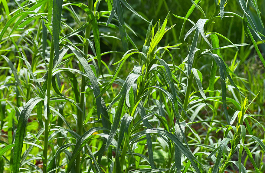 French tarragon