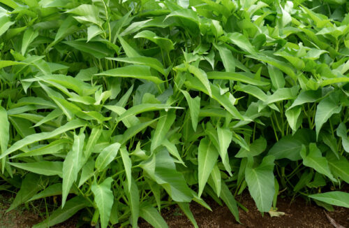 Kang kong